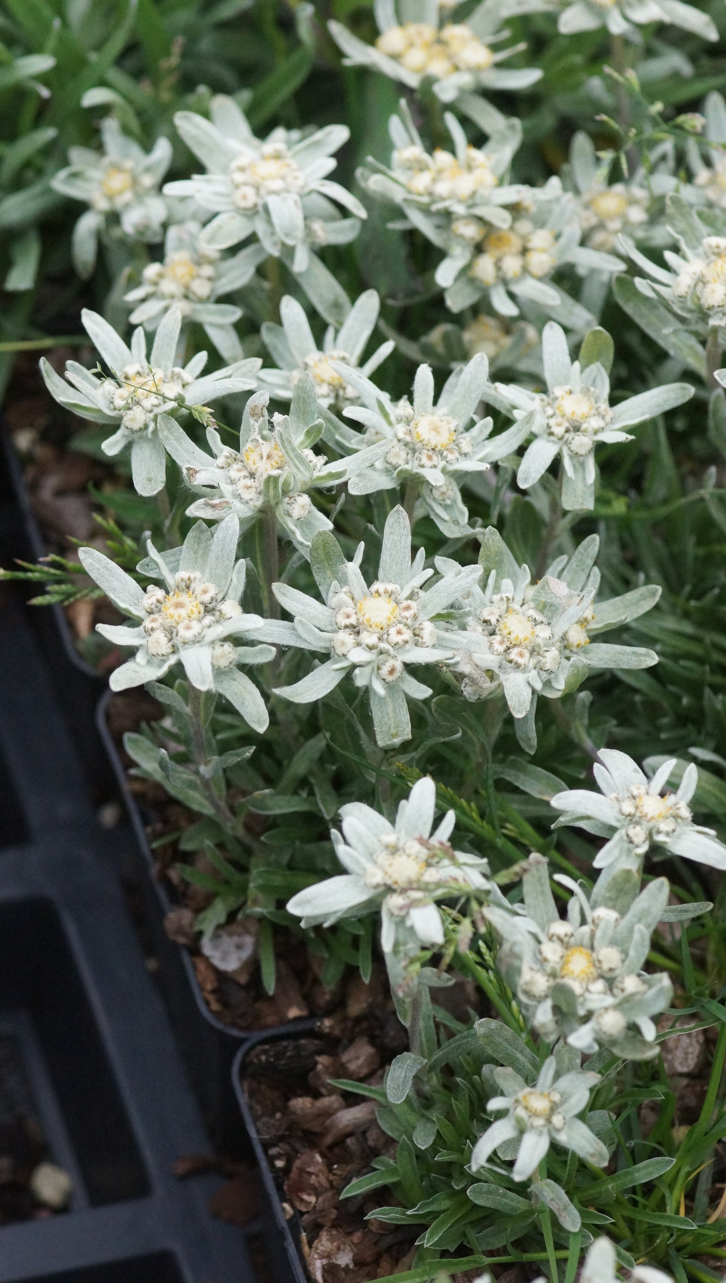 Leontopodium nanum - Zwerg-Edelweiss