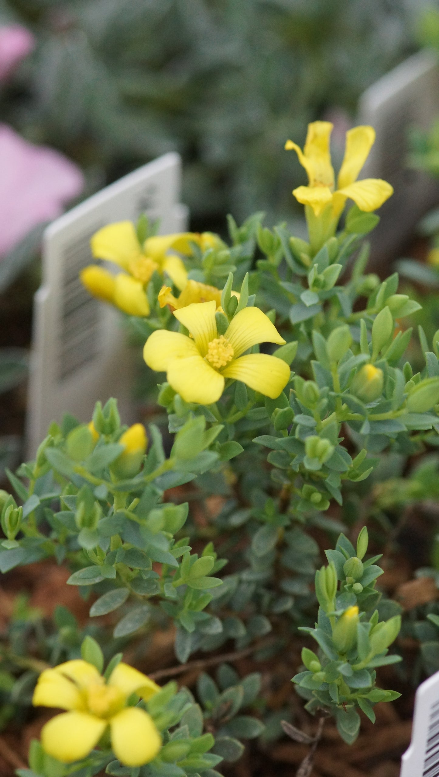 Hypericum aegypticum - Mittelmeer-Johanniskraut