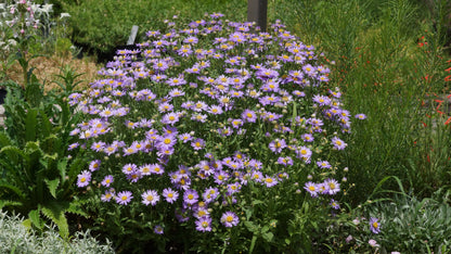 Aster x frikartii 'Floras Delight' - Frikarts Aster