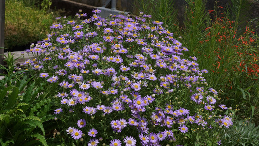 Aster x frikartii 'Floras Delight' - Frikarts Aster
