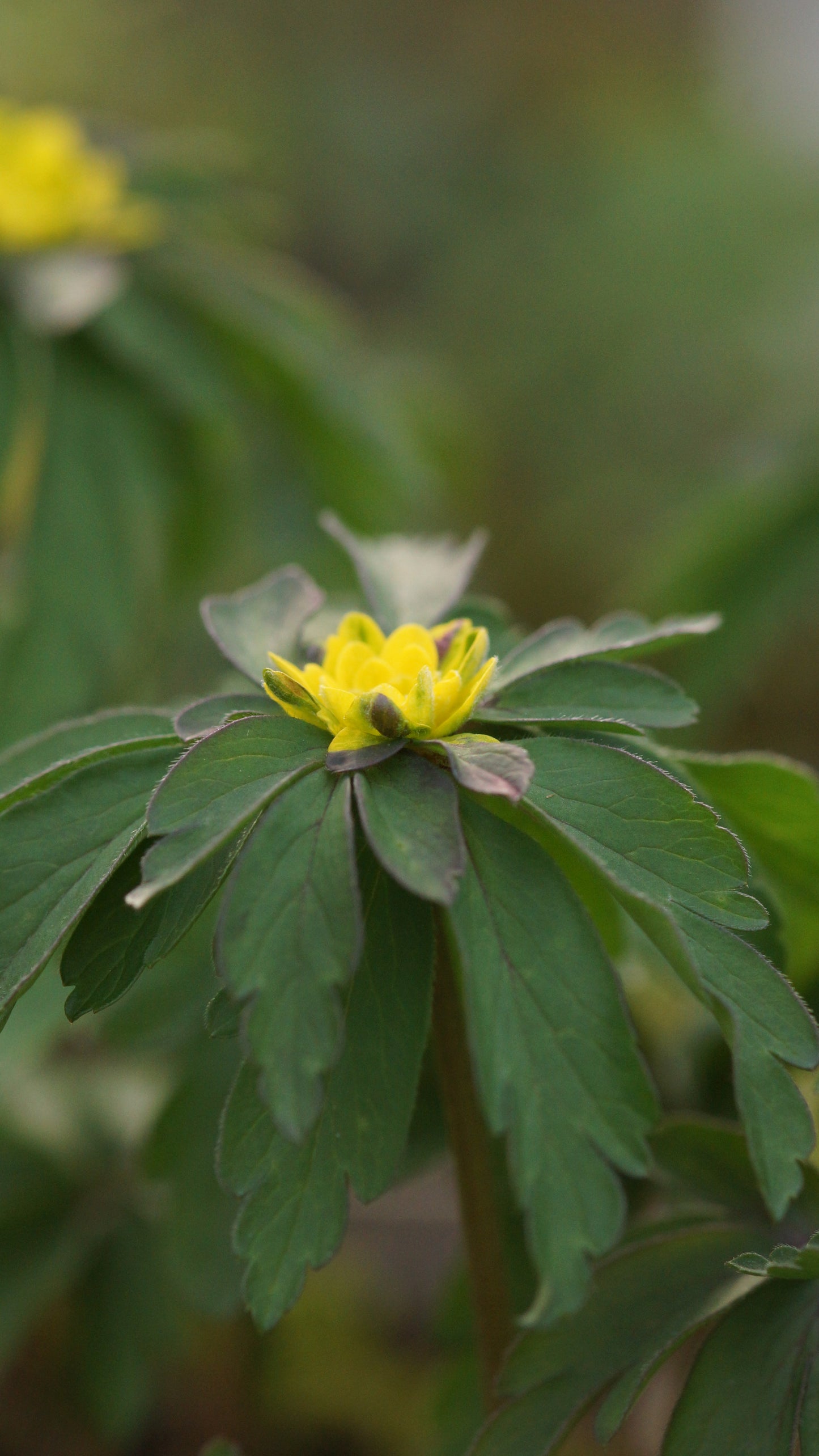 Anemone ranunculoides 'Crazy Vienna' - Gelbes Buschwindröschen