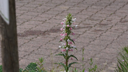 Morina longifolia - Elfendistel