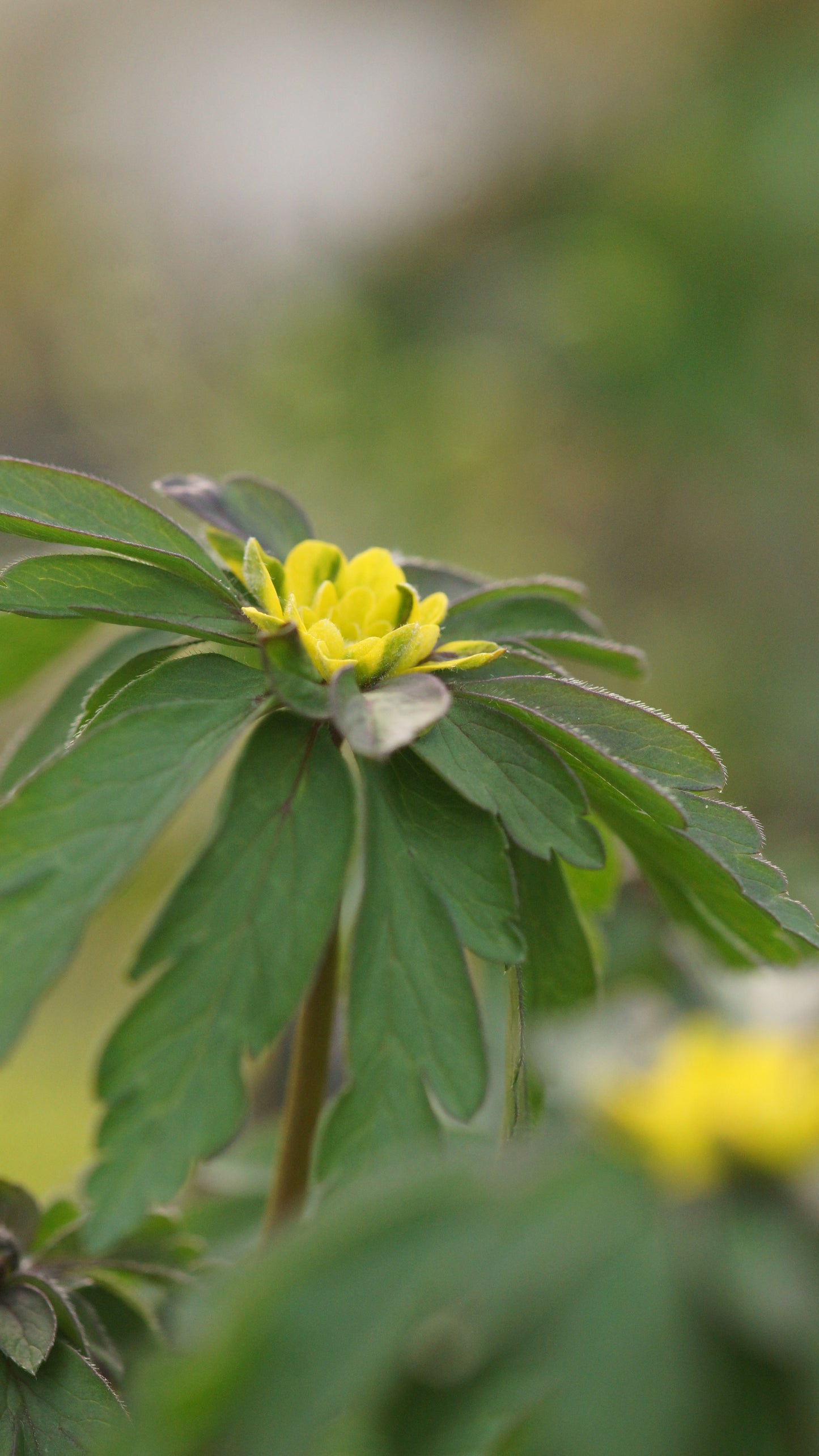 Anemone ranunculoides 'Crazy Vienna' - Gelbes Buschwindröschen