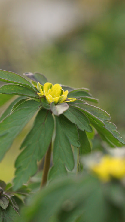 Anemone ranunculoides 'Crazy Vienna' - Gelbes Buschwindröschen
