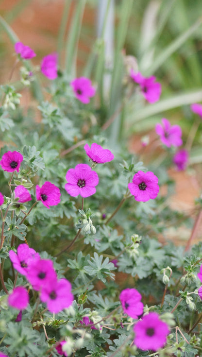 Geranium cinereum var. subcaulescens - Aschgrauer Storchschnabel