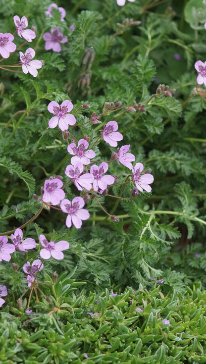 Erodium Hybride 'Almodovar' - Reiherschnabel