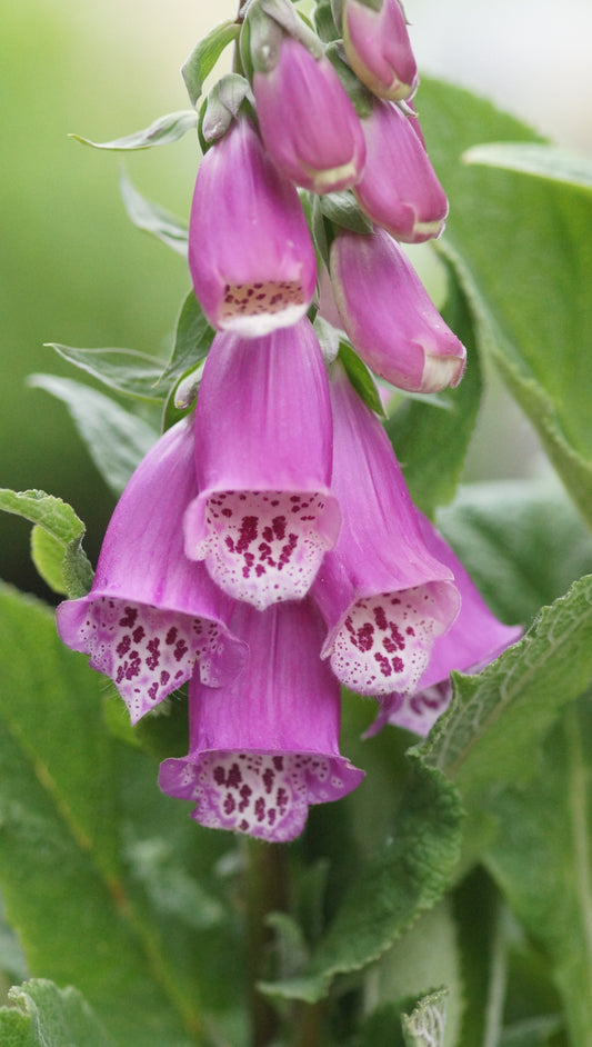 Digitalis purpurea - Roter Fingerhut