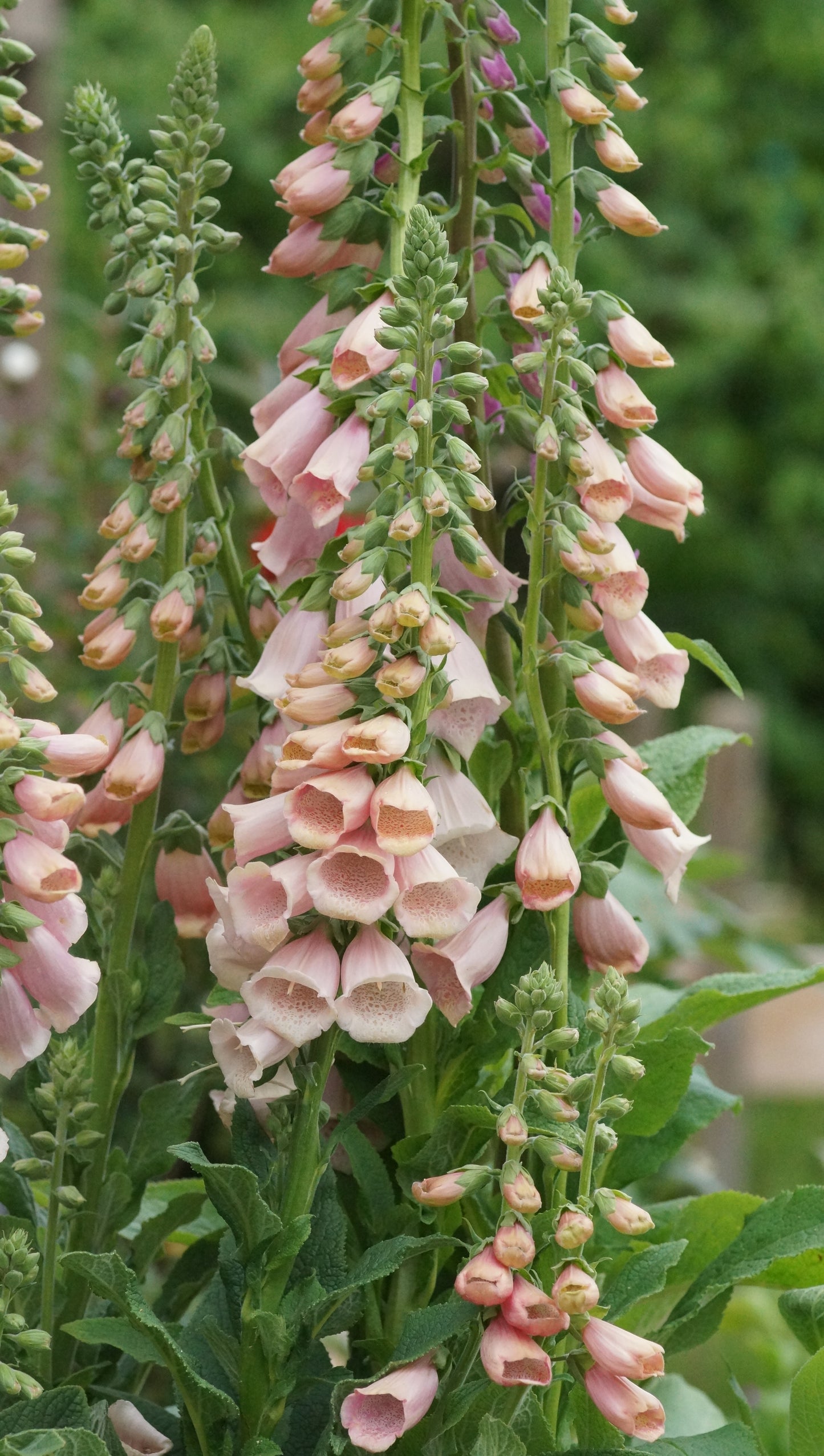 Digitalis purpurea 'Apricot' - Fingerhut