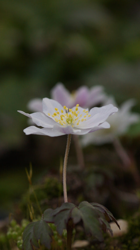 Anemone nemorosa 'Monja' - Buschwindröschen