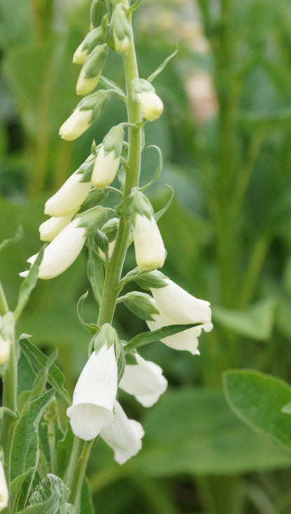Digitalis purpurea 'Snow Thimble' - Fingerhut