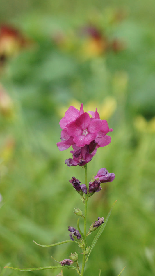 Sidalcea oregana 'Brillant' - Präriemalve