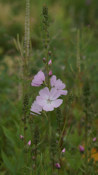 Sidalcea malviflora 'Elsie Heugh' - Präriemalve
