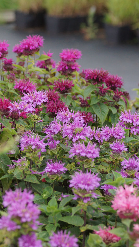 Monarda Didyma-Hybride 'Bee Pretty®' - Goldmelisse