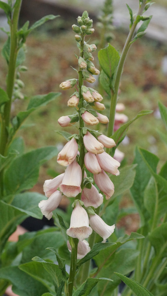 Digitalis purpurea 'Apricot' - Fingerhut