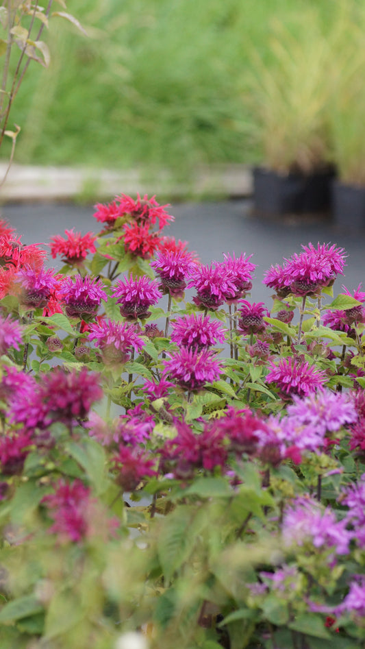 Monarda Didyma-Hybride 'Bee True®' - Goldmelisse