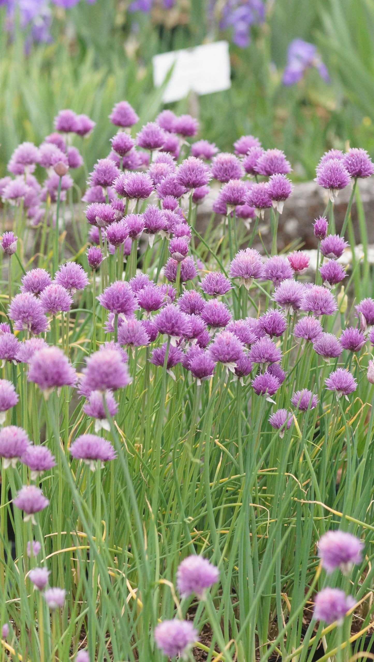 Allium schoenoprasum 'Forescate' - Schnitt-Lauch