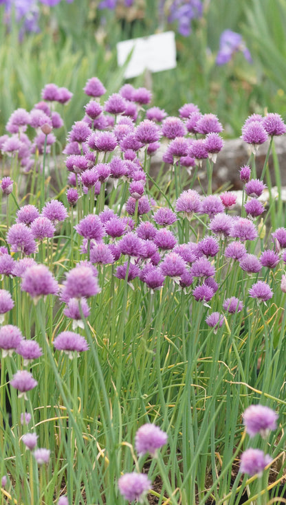 Allium schoenoprasum 'Forescate' - Schnitt-Lauch