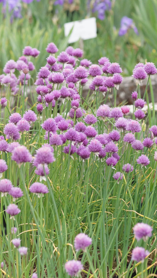 Allium schoenoprasum 'Forescate' - Schnitt-Lauch