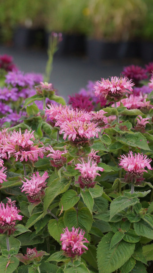 Monarda Didyma-Hybride 'Bee Lieve®' - Goldmelisse