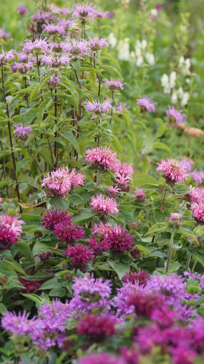 Monarda Didyma-Hybride 'Bee Lieve®' - Goldmelisse