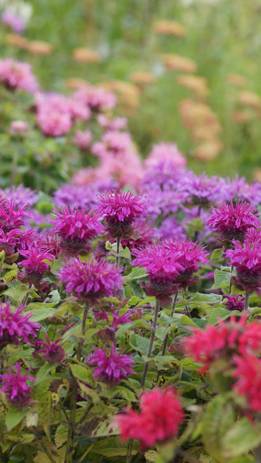 Monarda Didyma-Hybride 'Bee Free®' - Goldmelisse