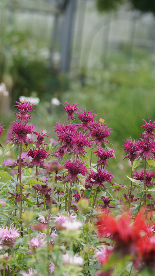 Monarda Fistulosa-Hybride 'Kardinal' - Goldmelisse