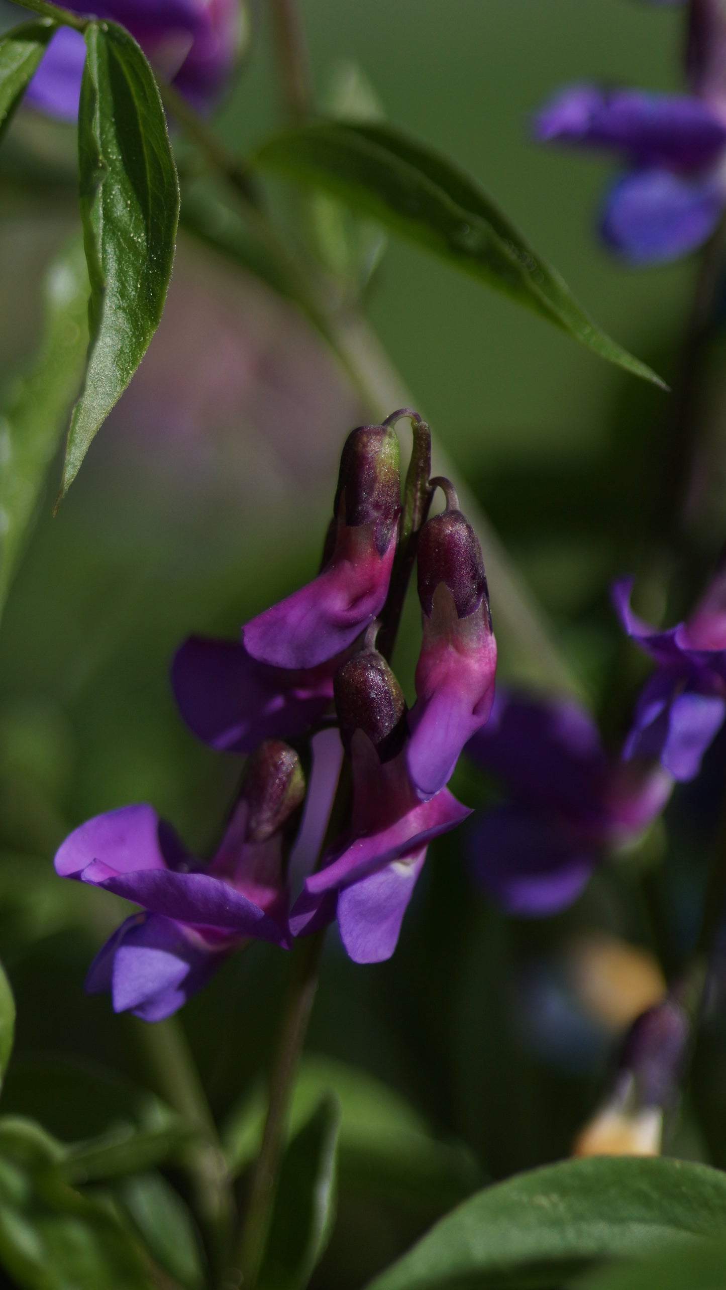 Lathyrus vernus - Frühlings-Platterbse