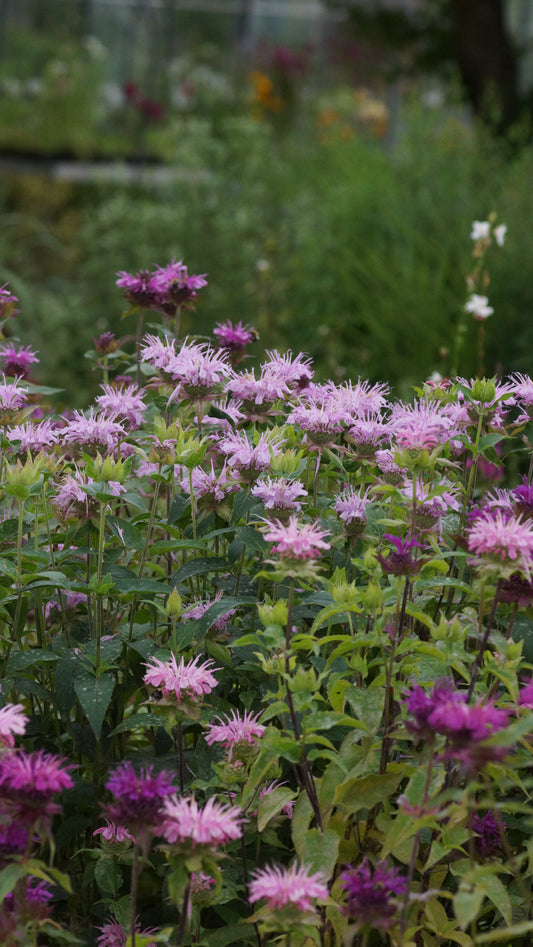 Monarda Fistulosa-Hybride 'Camilla' - Goldmelisse