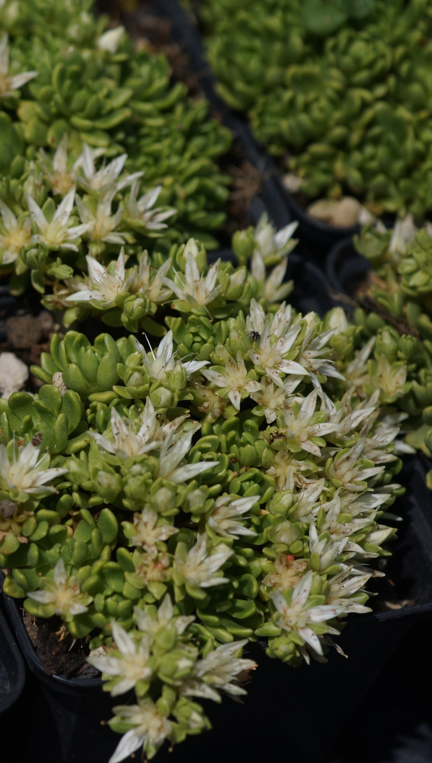 Rhodiola trollii (Syn. Sedum trollii) - Nanga Parbat-Dickblatt