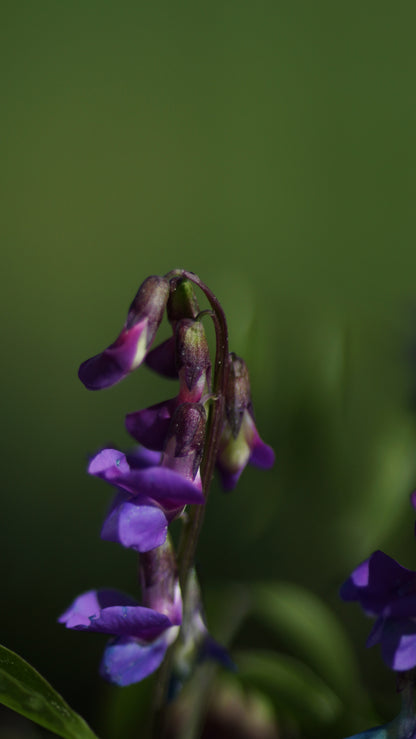 Lathyrus vernus - Frühlings-Platterbse