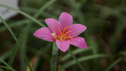 Habranthus robustus - Regenlilie