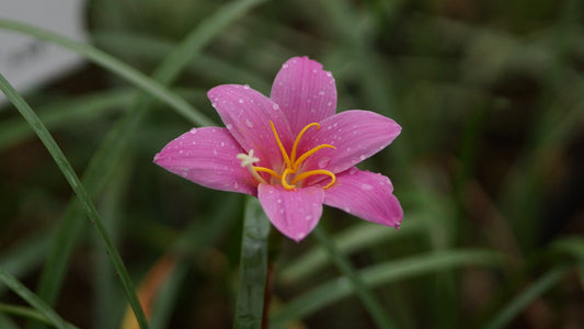 Habranthus robustus - Regenlilie