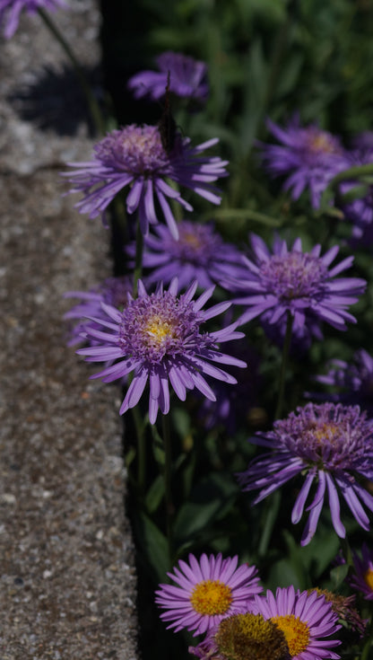 Aster alpinus 'Antje' - Alpen-Aster
