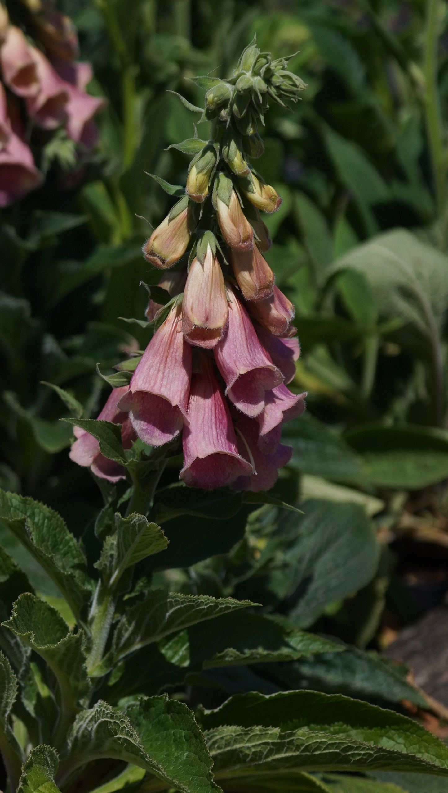 Digitalis x mertonensis - Fingerhut