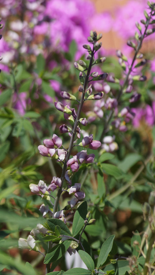 Baptisia Hybride 'Plum Rosy' - Indigolupine