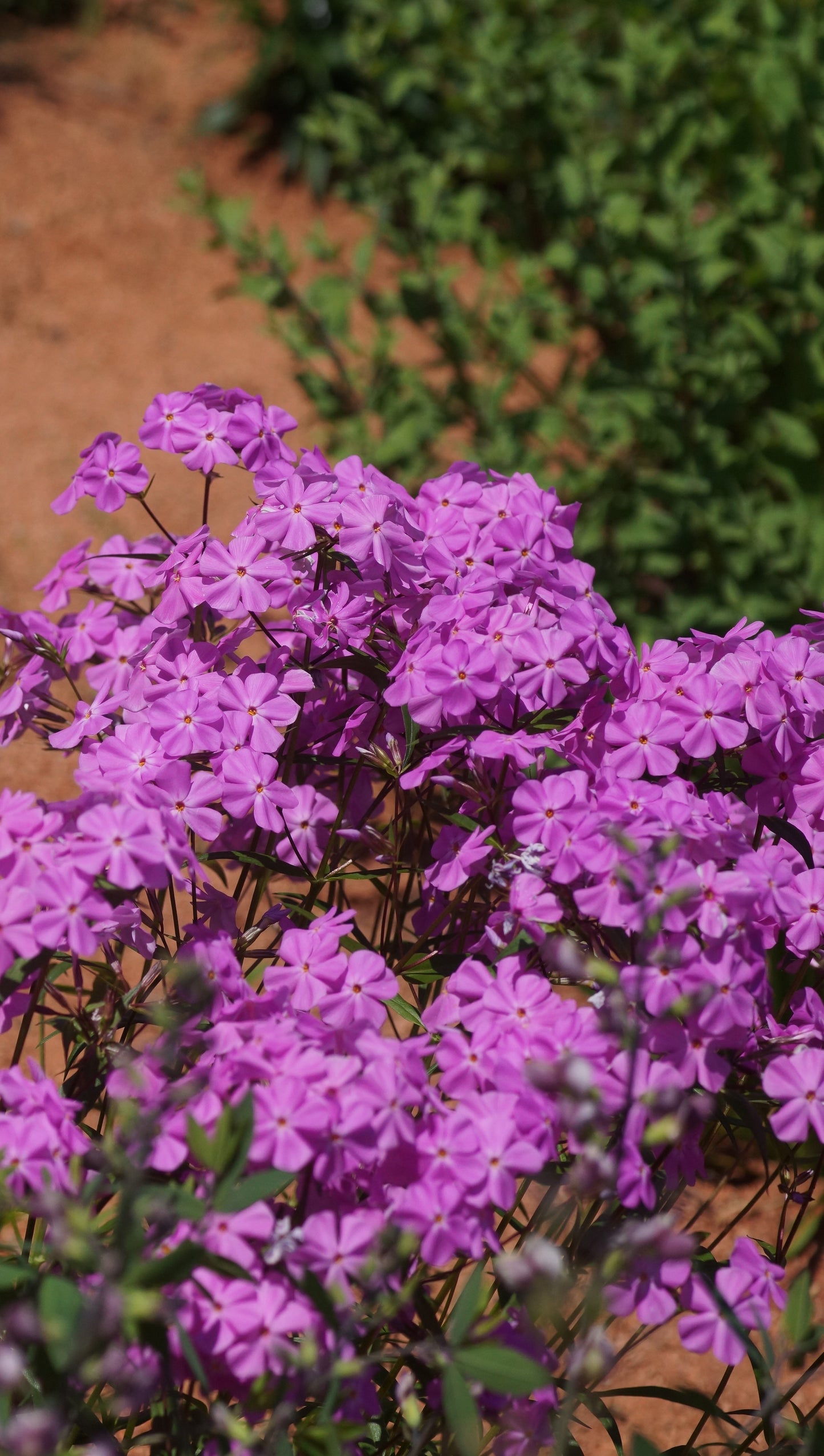 Phlox glaberrima subsp. triflora 'Bill Baker' - Vorsommer-Phlox