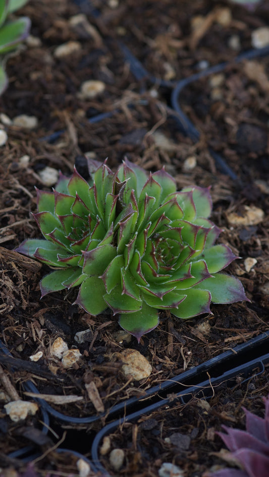 Jovibarba heuffelii 'Reginae Amaliae' - Donartsbart
