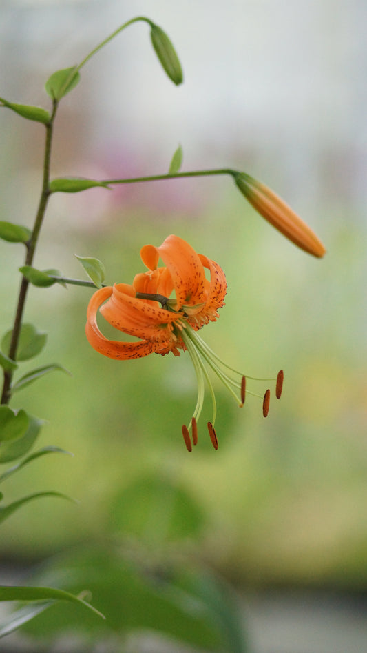 Lilium henryi - Henrys Lilie