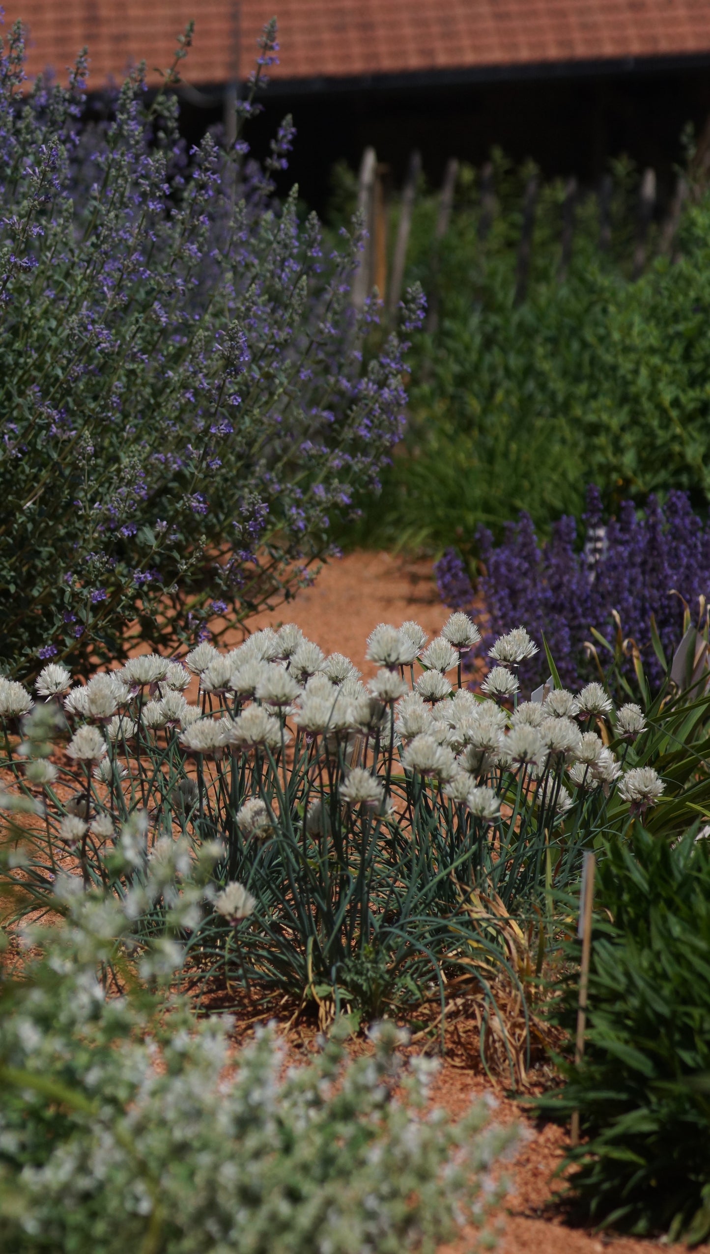 Allium schoenoprasum 'Elbe' - Schnitt-Lauch