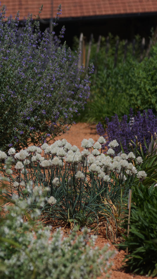 Allium schoenoprasum 'Elbe' - Schnitt-Lauch