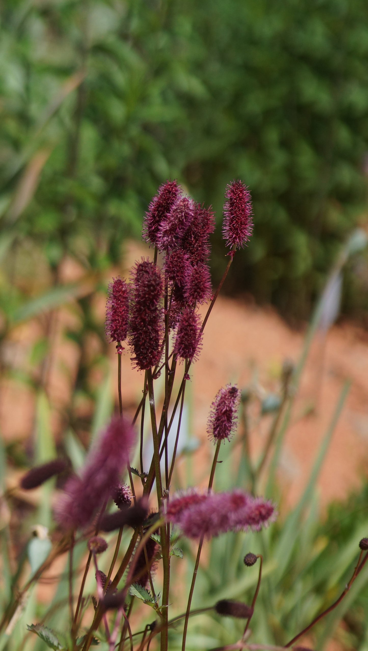 Sanguisorba menziesii - Wiesenknopf