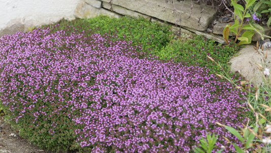 Thymus species 'Caborn Wine and Roses' - Teppich-Thymian