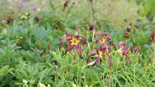 Hemerocallis Hybride 'Black Arrowhead' - Taglilie