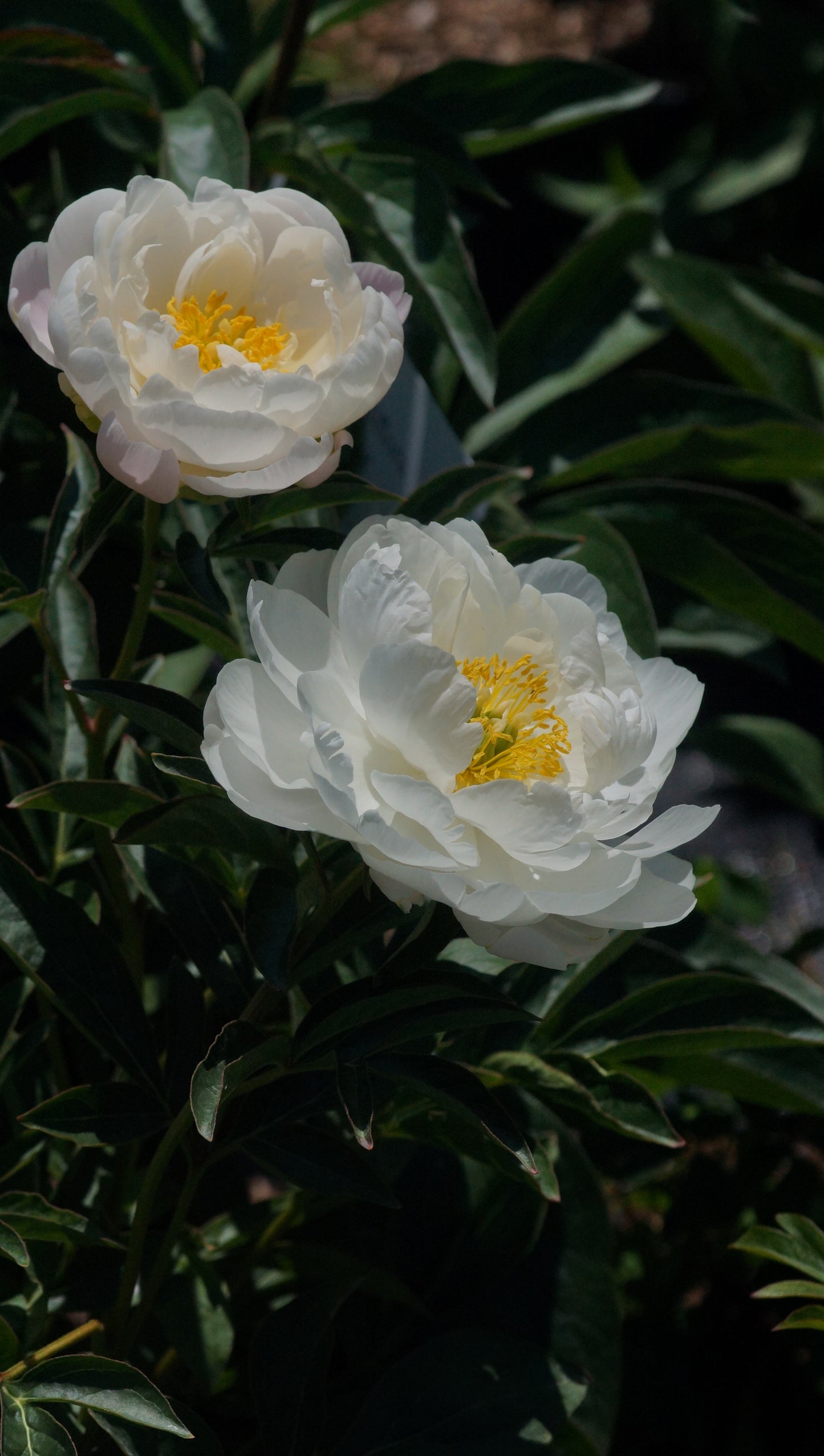 Paeonia lactiflora 'Miss America' - Pfingstrose