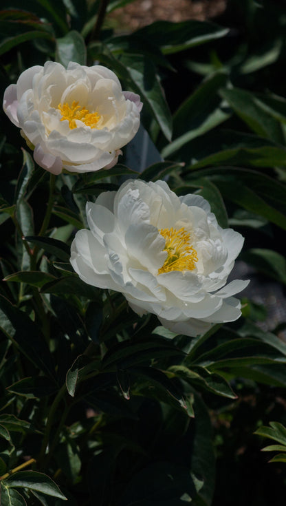 Paeonia lactiflora 'Miss America' - Pfingstrose