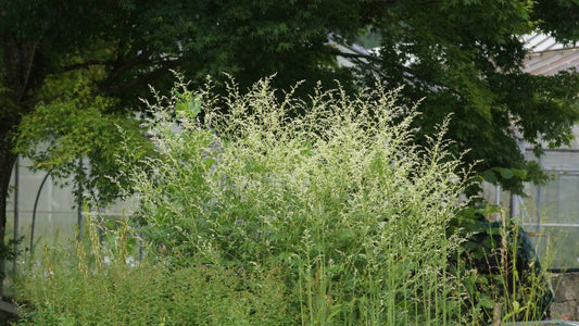 Artemisia lactiflora 'Weisse Dame' - Elfenraute
