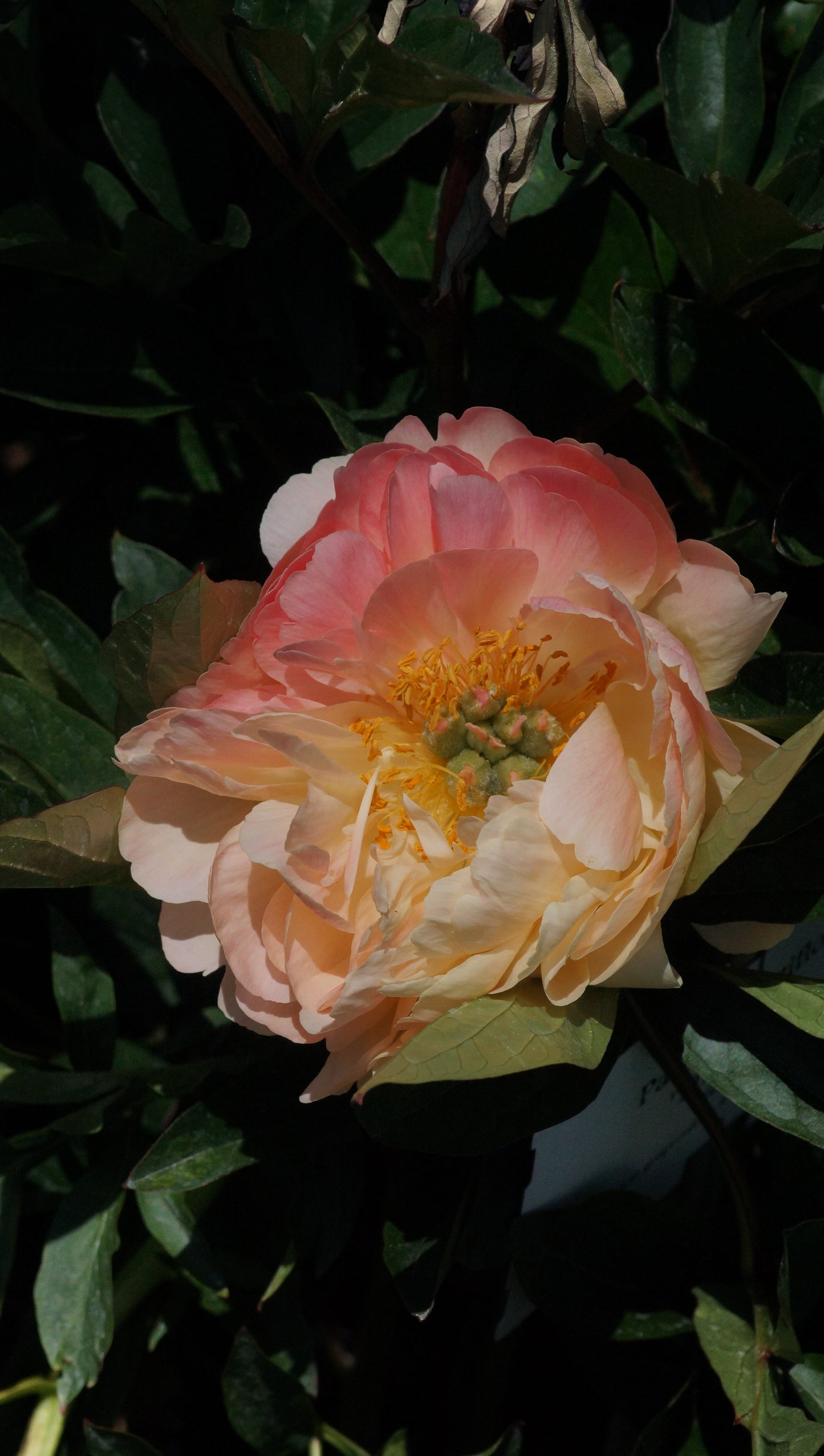 Paeonia Hybride 'Coral Sunset' - Pfingstrose