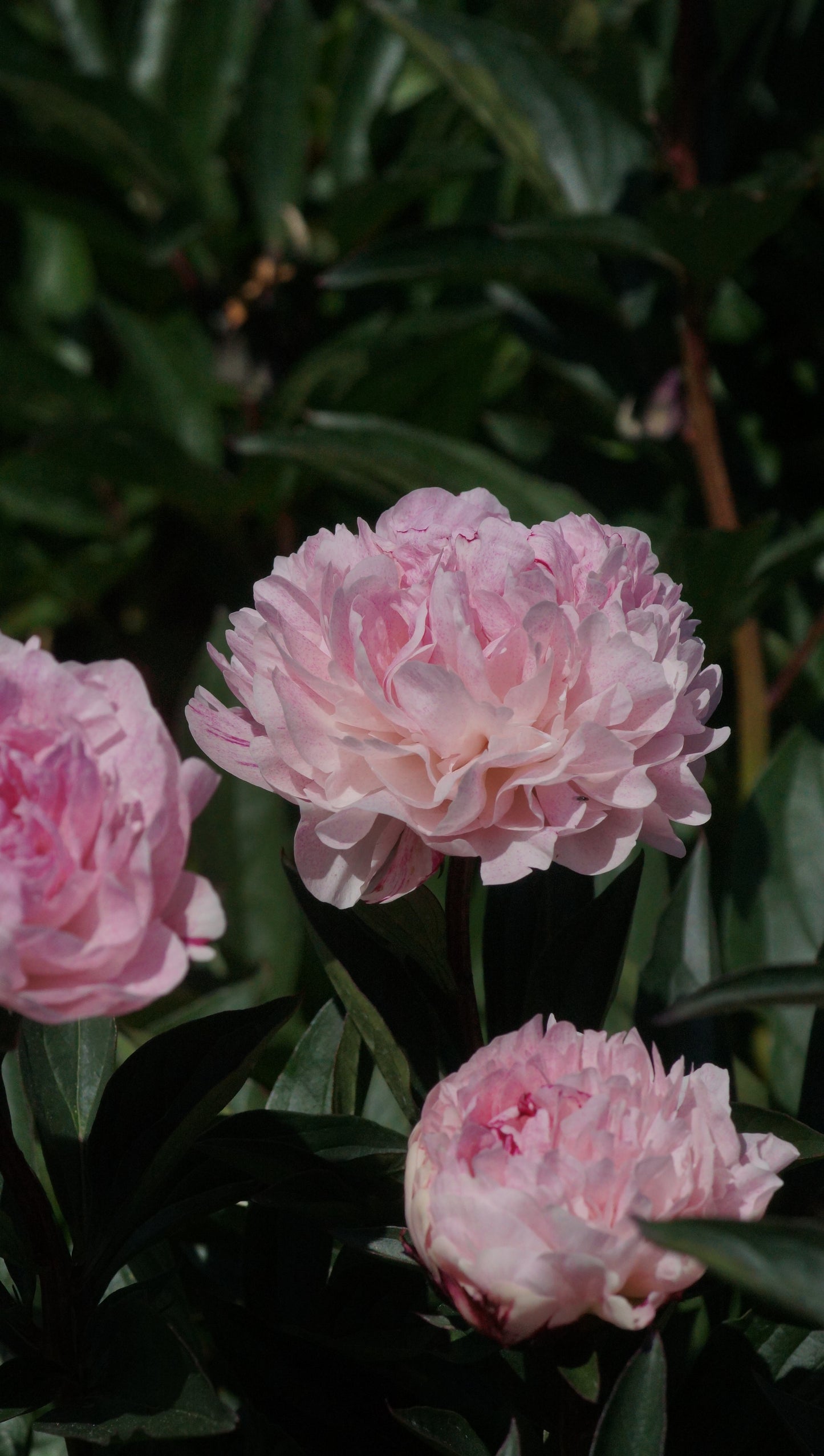 Paeonia lactiflora 'The Fawn' - Pfinsgtrose
