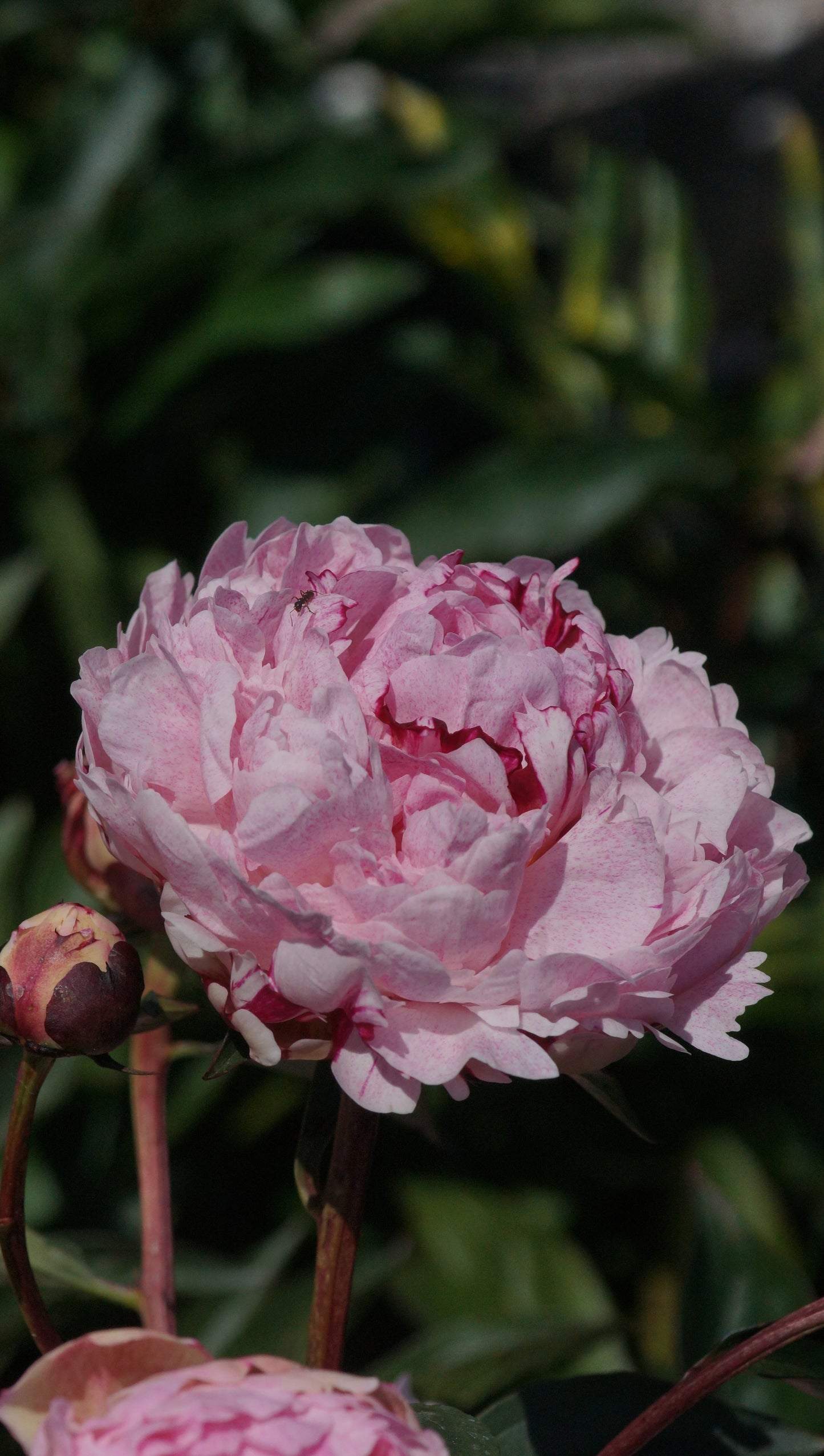 Paeonia lactiflora 'The Fawn' - Pfinsgtrose