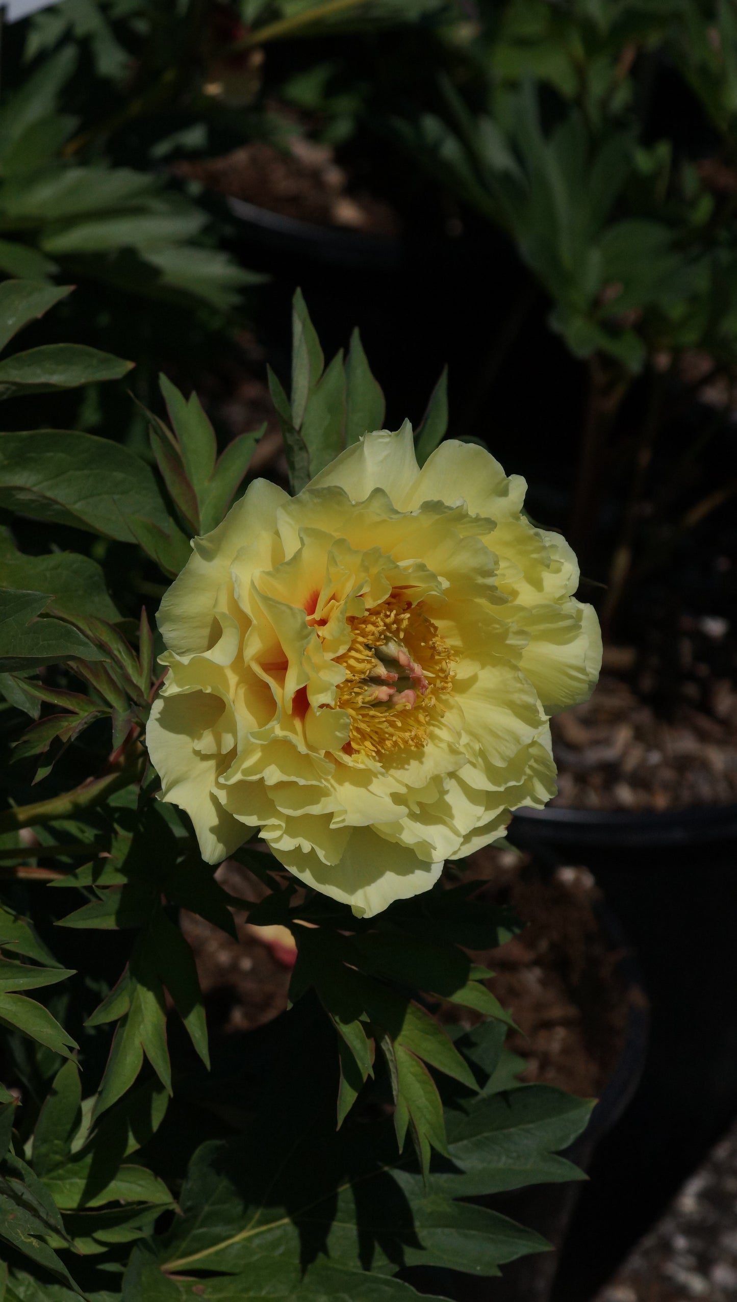 Paeonia Itoh-Hybride 'Garden Treasure' - Intersektionelle Pfingstrose